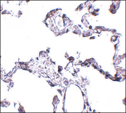 Anti-CD81 antibody produced in rabbit affinity isolated antibody, buffered aqueous solution