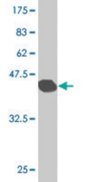 Monoclonal Anti-SFTPC antibody produced in mouse clone 4A10, purified immunoglobulin, buffered aqueous solution