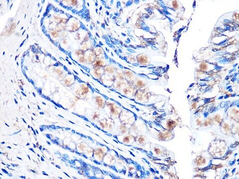 Anti-MUC2 antibody produced in rabbit