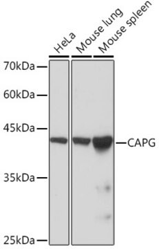 Anti-CAPG Antibody, clone 5V9G1, Rabbit Monoclonal