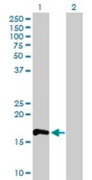 Anti-RHOF antibody produced in mouse purified immunoglobulin, buffered aqueous solution