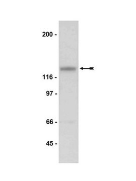 Anti-NR3A Antibody Upstate&#174;, from rabbit