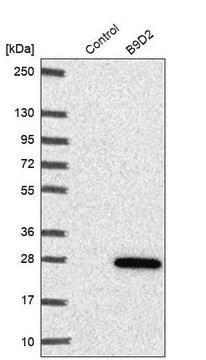 Anti-B9D2 antibody produced in rabbit Prestige Antibodies&#174; Powered by Atlas Antibodies, affinity isolated antibody, buffered aqueous glycerol solution