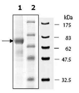 PADI-1 human recombinant, expressed in baculovirus infected Sf9 cells, &#8805;70% (SDS-PAGE)