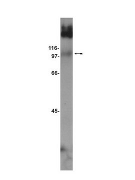 Anti-mGluR7 Antibody Upstate&#174;, from rabbit