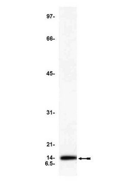 Anti-Cytochrome C Antibody, clone C-7 ascites fluid, clone C-7, Upstate&#174;