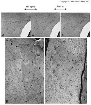 Anti-Connexin 32 Antibody, clone M12.13 clone M12.13, Chemicon&#174;, from mouse