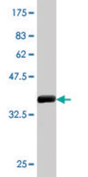 Monoclonal Anti-SNCA antibody produced in mouse clone 2E4, purified immunoglobulin, buffered aqueous solution