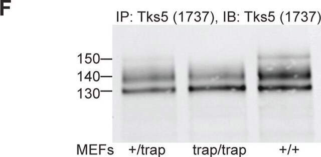 Anti-TKS5 (SH3 #4) Antibody from rabbit