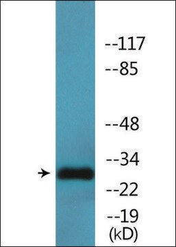 Anti-phospho-Proteasome &#945;3 (pSer250) antibody produced in rabbit affinity isolated antibody