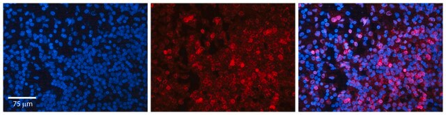 Anti-MYC, (N-terminal) antibody produced in rabbit affinity isolated antibody