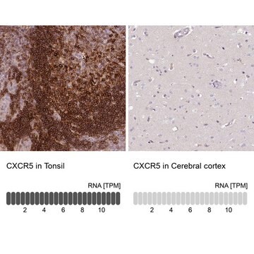 Anti-CXCR5 antibody produced in rabbit Prestige Antibodies&#174; Powered by Atlas Antibodies, affinity isolated antibody, buffered aqueous glycerol solution