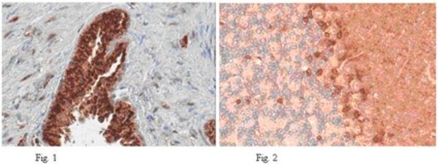 Anti-PDE9A Antibody from rabbit