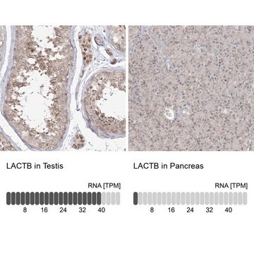 Anti-LACTB antibody produced in rabbit Prestige Antibodies&#174; Powered by Atlas Antibodies, affinity isolated antibody, buffered aqueous glycerol solution