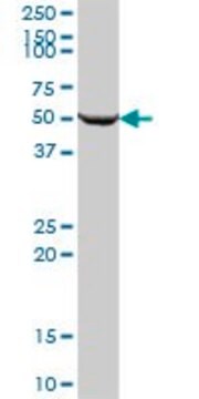 Anti-SARS2 antibody produced in mouse IgG fraction of antiserum, buffered aqueous solution