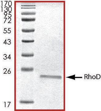 RhoD, His tagged human recombinant, expressed in E. coli, &#8805;70% (SDS-PAGE), buffered aqueous glycerol solution