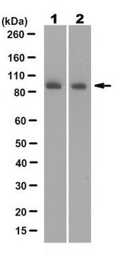 Anti-PI3 Kinase Antibody, p85 Antibody, N-SH3 Antibody, clone 1D5.1 clone 1D5.1, from mouse