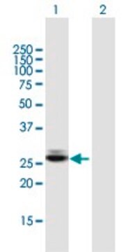 Anti-CTRB1 antibody produced in mouse IgG fraction of antiserum, buffered aqueous solution