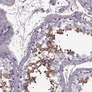 Anti-SLC2A3 antibody produced in rabbit Prestige Antibodies&#174; Powered by Atlas Antibodies, affinity isolated antibody, buffered aqueous glycerol solution