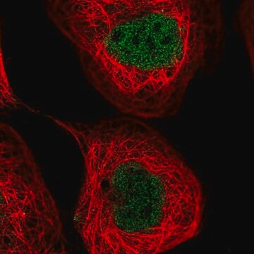 Anti-NUDT2 antibody produced in rabbit Prestige Antibodies&#174; Powered by Atlas Antibodies, affinity isolated antibody