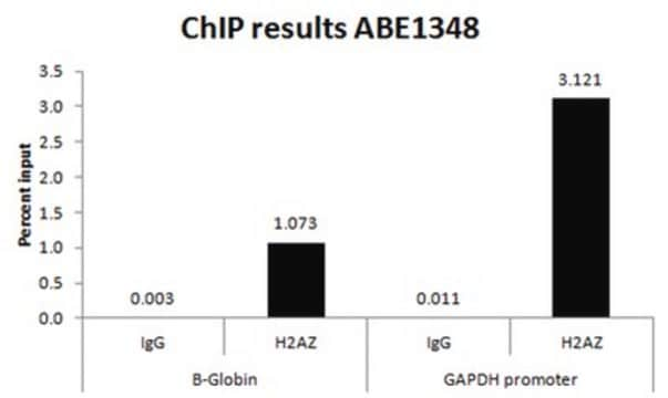 Anti-Histone H2A.Z Antibody (C-term) from rabbit, purified by affinity chromatography