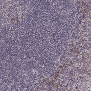 Anti-P2RX5 antibody produced in rabbit Prestige Antibodies&#174; Powered by Atlas Antibodies, affinity isolated antibody