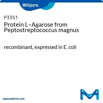 Protein L–Agarose from Peptostreptococcus magnus recombinant, expressed in E. coli