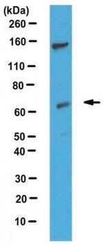 Anti-Sphk2, C-term Antibody serum, from rabbit