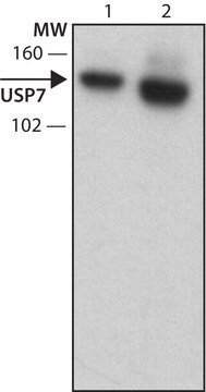 Anti-USP7 antibody, Rat monoclonal clone USP 3D8, purified from hybridoma cell culture