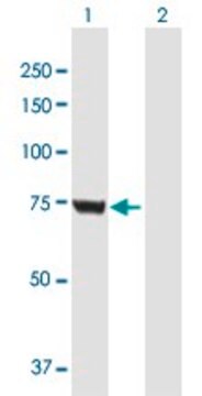 Anti-GMPS antibody produced in mouse purified immunoglobulin, buffered aqueous solution