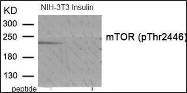 Anti-phospho-mTOR (pThr2446) antibody produced in rabbit affinity isolated antibody