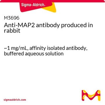 Anti-MAP2 antibody produced in rabbit ~1&#160;mg/mL, affinity isolated antibody, buffered aqueous solution