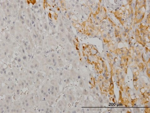 Monoclonal Anti-CREB5, (N-terminal) antibody produced in mouse clone 8A5, purified immunoglobulin, buffered aqueous solution