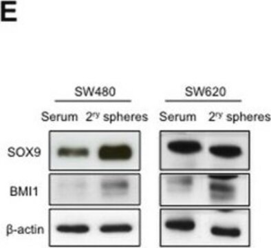 Anti-Bmi-1 Antibody, clone F6 clone F6, Upstate&#174;, from mouse