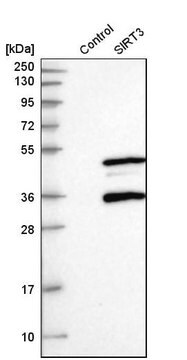 Anti-SIRT3 antibody produced in rabbit Prestige Antibodies&#174; Powered by Atlas Antibodies, affinity isolated antibody, buffered aqueous glycerol solution