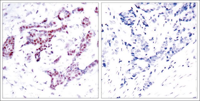 Anti-phospho-STAT1 (pTyr701) antibody produced in rabbit affinity isolated antibody