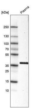 Monoclonal Anti-INHBC antibody produced in mouse Prestige Antibodies&#174; Powered by Atlas Antibodies, clone CL6915, purified immunoglobulin, buffered aqueous glycerol solution