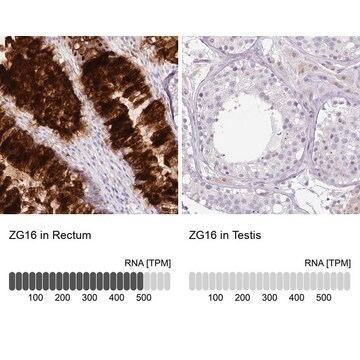 Anti-ZG16 antibody produced in rabbit Prestige Antibodies&#174; Powered by Atlas Antibodies, affinity isolated antibody, buffered aqueous glycerol solution