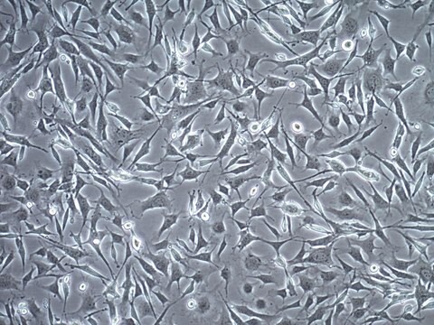 OSUMMER.10 Mouse NRAS-Mutant Melanoma Cell Line