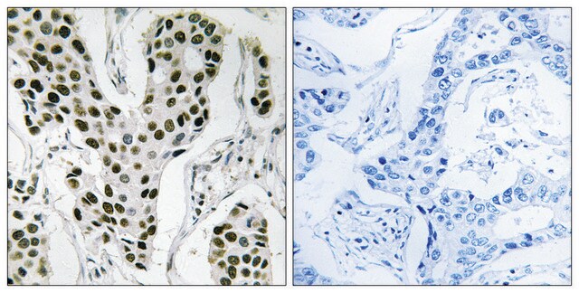 Anti-ZC3H4 antibody produced in rabbit affinity isolated antibody