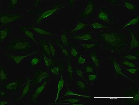 Monoclonal Anti-IFT20 antibody produced in mouse clone 3F3, purified immunoglobulin, buffered aqueous solution