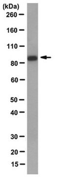 Anti-Mad1 Antibody, clone BB3-8 clone BB3-8, from mouse