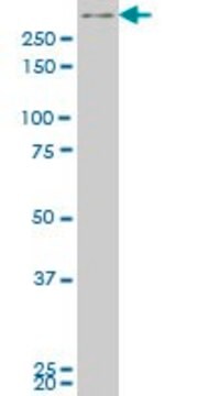 ANTI-SMG1 antibody produced in mouse clone 2B10, purified immunoglobulin, buffered aqueous solution