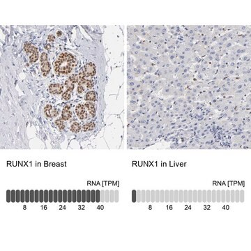 抗RUNX1 ウサギ宿主抗体 Prestige Antibodies&#174; Powered by Atlas Antibodies, affinity isolated antibody, buffered aqueous glycerol solution