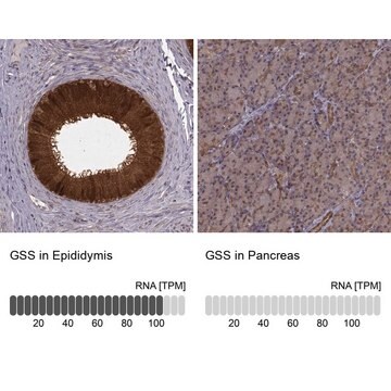 Anti-GSS antibody produced in rabbit Prestige Antibodies&#174; Powered by Atlas Antibodies, affinity isolated antibody, buffered aqueous glycerol solution