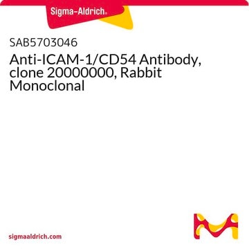 Anti-ICAM-1/CD54 Antibody, clone 20000000, Rabbit Monoclonal