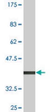 Monoclonal Anti-RGL1 antibody produced in mouse clone 3E10, purified immunoglobulin, buffered aqueous solution