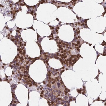 Anti-ASAP1 antibody produced in rabbit Prestige Antibodies&#174; Powered by Atlas Antibodies, affinity isolated antibody, buffered aqueous glycerol solution