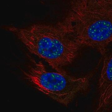 Anti-NFATC4 antibody produced in rabbit Prestige Antibodies&#174; Powered by Atlas Antibodies, affinity isolated antibody