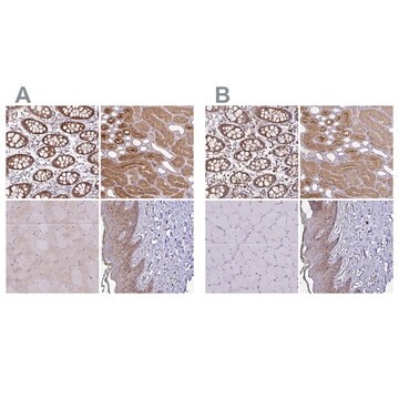 Anti-TXN antibody produced in rabbit Prestige Antibodies&#174; Powered by Atlas Antibodies, affinity isolated antibody, buffered aqueous glycerol solution